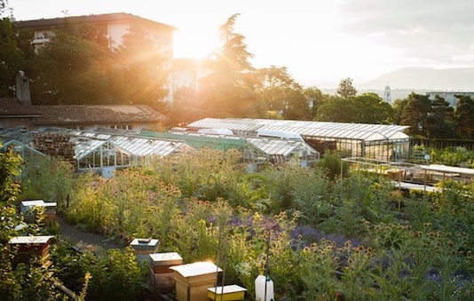 artichauts artichauts