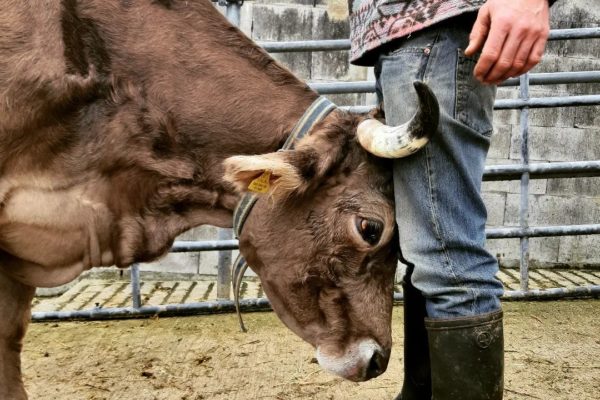 vacherieducarre vacherieducarre