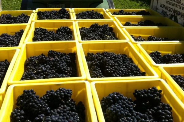 vigneblanche vigneblanche