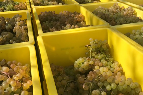 vigneblanche2 vigneblanche2